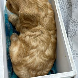 Cavalier King Charles Spaniel and Labrador Retriever Puppies from Happy Tails Kennel