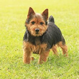 Norwich Terrier All Grown Up from Janora