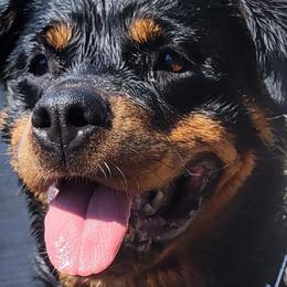 Rottweilers from Familienwachter Rottweilers