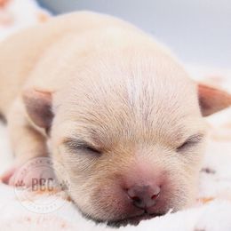 Cherry - Cream female Chihuahua puppy in Forsyth, Georgia from Brooks Grove Canines LLC