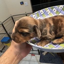 Dachshund puppies from Gulfishan Kennels