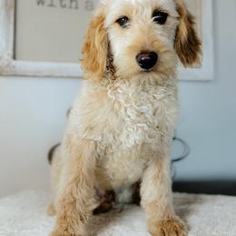 Felix - Cream male Goldendoodle puppy in Caldwell, Idaho from Boise Doodle Co.