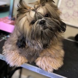 Shih Tzu Puppies from Alki Stars Shih Tzu