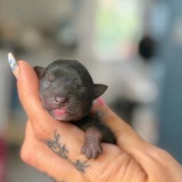 Onyx (Teacup Male) - Black and gold male Yorkshire Terrier puppy in Salisbury, Delaware from Royal Haven Pet Co.