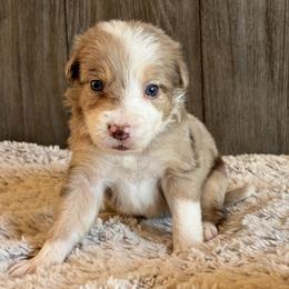 Girl 1 - Red merle female Border Collie puppy in Shawnee, Oklahoma from Cross K Working Collies - Pure Bred Border Collies