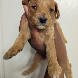 Pink collar girl - Apricot female Poodle puppy in Valdosta, Georgia from Posh Poodles