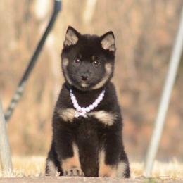 Taya  💕 Black and Tan Girl - Black and tan female Shiba Inu puppy in Neosho, Missouri from Sunny Terrace Shibas