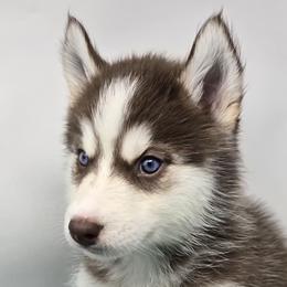 Boomer blue eyes - Red and white male Siberian Husky puppy in Kansas City, Missouri from Anuun's Huskies