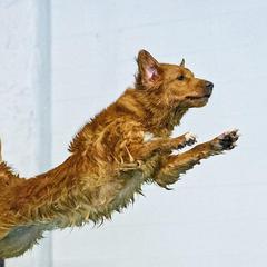 Australian Shepherds and Nova Scotia Duck Tolling Retrievers from Canosia Tollers & Australian Shepherds