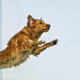 Australian Shepherds and Nova Scotia Duck Tolling Retrievers from Canosia Tollers & Australian Shepherds