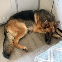 German Shepherd All Grown Up from Angel Oak German Shepherds