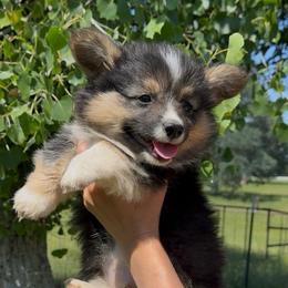 Blue - Black and tan male Pembroke Welsh Corgi puppy in Red Bluff, California from Circle T Livestock & K9 Co.