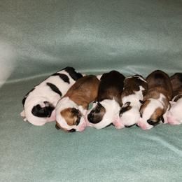 Labrador Retriever and Pembroke Welsh Corgi Puppies from White Star Corgis