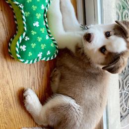 Siberian Husky Puppies from Myths and Legends Siberian Huskies