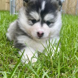 Pomsky Puppies from Blue Sky Pomsky