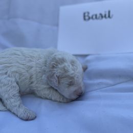Basil - White male Lagotto Romagnolo puppy in Minster, Ohio from 1880 Lagotto