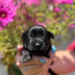 Jocie - Orange Girl - Black female Miniature Schnauzer puppy in Oneonta, Alabama from Murphree Valley Kennels