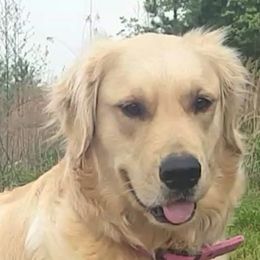 Fluff - Golden Retriever