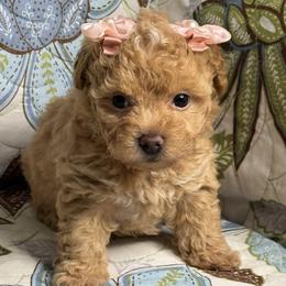 Layla - Apricot female Maltipoo puppy in Bakersfield, California from Silvia's Maltipoos