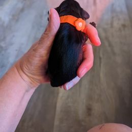 Girl 4 - Black Dachshund puppy in Homosassa, Florida from Foxies Doxies