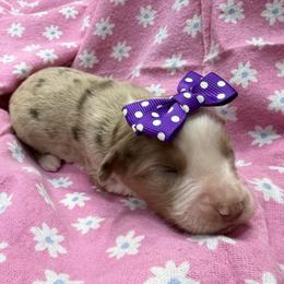 4 - Red merle female Miniature Australian Shepherd puppy in Cedar Creek, Texas from Rowdy Ranch Tx