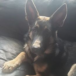 German Shepherds from Northern Shepards