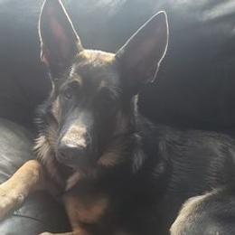 German Shepherds from Northern Shepards