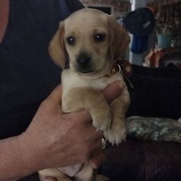 Dachshunds from Brights Wagging Tails