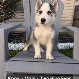 Knox - Black and white male Pomsky puppy in Harrodsburg, Kentucky from KY Pomsky Paws