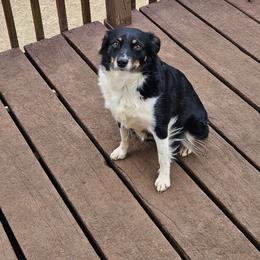 Cali - Miniature Australian Shepherd