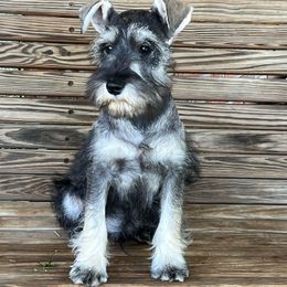 Henry - Salt and pepper male Miniature Schnauzer puppy in Dawson, Georgia from Faith Farm Miniature Schnauzers