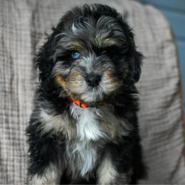 Mustang - Merle male Bernedoodle puppy in Ogden, Utah from Stanger Farms