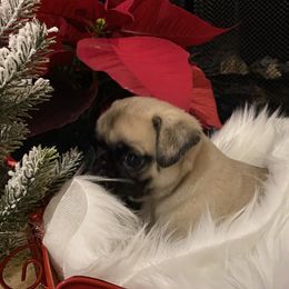 Pug Puppies from West Georgia Pugs