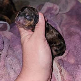 Girl 3 - Dapple female Dachshund puppy in Lansing, Michigan from Black Thunder 517 Cane Corso and Dachshunds