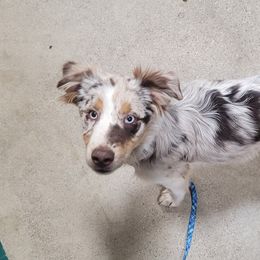 Australian Shepherd Puppies from Howlin' Wolf K9's
