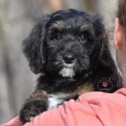 Blue boy - Phantom male Bernedoodle puppy in Waukesha, Wisconsin from Bernedoodle Boutique (and Cavapoos)