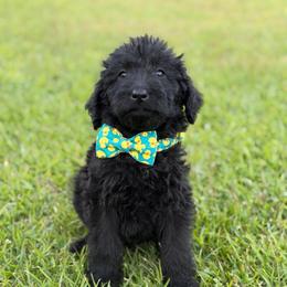 Theo - Black male Labradoodle puppy in Georgetown, South Carolina from Muddy Bay Kennels