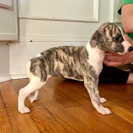 Lady - Fawn brindle female Whippet puppy in Clinton, Tennessee from Ivanhoe Borzoi
