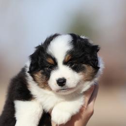 Hudson - Black tri male Toy Australian Shepherd puppy in West Point, Nebraska from Plum Creek Aussies