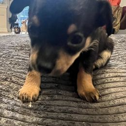 Chihuahuas from Maria's Chihuahuas