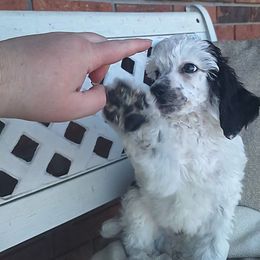 Black Parti Boy (phantom) - Parti male Poodle puppy in Cypress Inn, Tennessee from Nine Pines Poodles