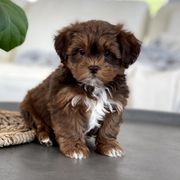 Maltipoo, Shichon, and Shihpoo Puppies from Timbercreek Puppies