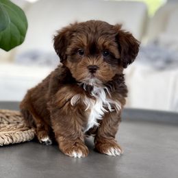 Maltipoo, Shichon, and Shihpoo Puppies from Timbercreek Puppies