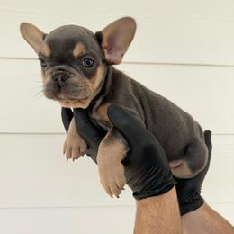 Blue Boy - Black and tan male French Bulldog puppy in Dawsonville, Georgia from Baros Kennel