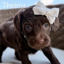 White Collar - Chocolate female Goldendoodle puppy in Blanchard, Oklahoma from Dream Doodles by Dondi