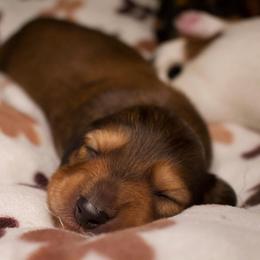 Nutmeg - Red male Dachshund puppy in North Reading, Massachusetts from The Well Tempered Dachshund