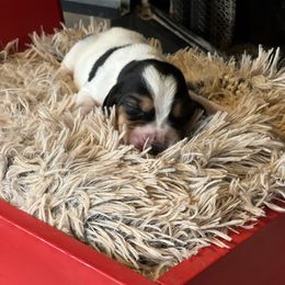 Vanilla - Black brown and white female Basset Hound puppy in Lone Jack, Missouri from Wee Little Bassets