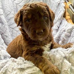 Everest - Chocolate female Assorted Doodle Crosses puppy in Waco, Georgia from Huff Family Doxies & Doodles