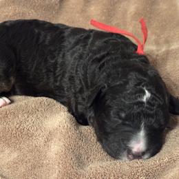 Golden Mountain Doodle Puppies from Home Grown Doodles