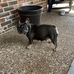 Cornbread - French Bulldog